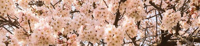✄﻿­­╌╌狐乃­­'s header image