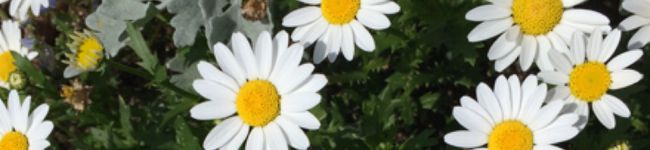 snmioksn's header image