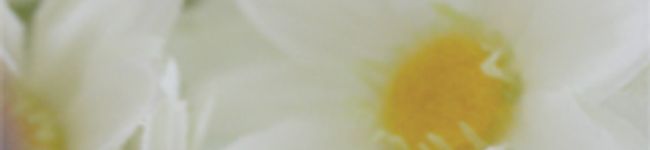 ＫＯＫＯＲＯ's header image
