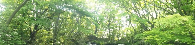 frangipani1101's header image