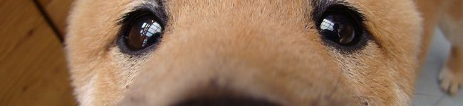 ほーchan's header image