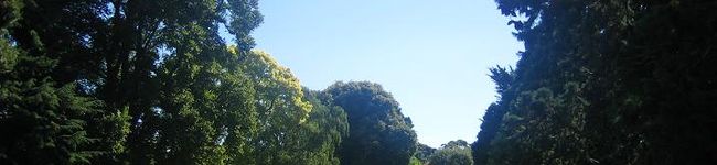 かぽちゃ's header image