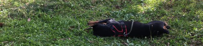 犬バカ上等's header image