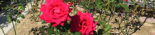 kds0414's header image