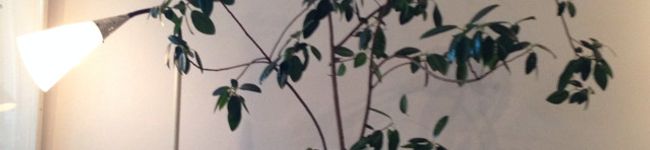 Yoshimism's header image