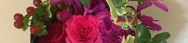 CASAmisa's header image