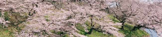 ひろーにゃ's header image