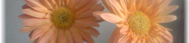 hanausapurin's header image