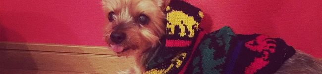 Hegyi's header image
