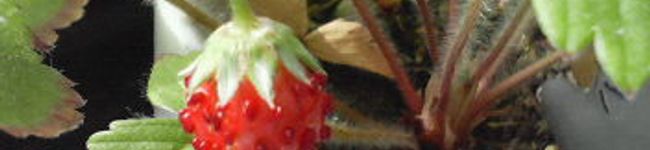 sachi**'s header image