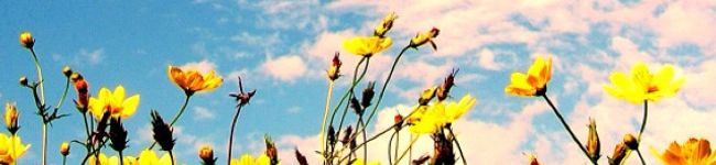 rumsoda's header image