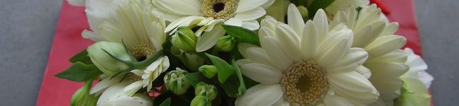 toppyｙ's header image