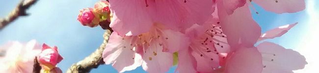 たんでぃがたんでぃー's header image