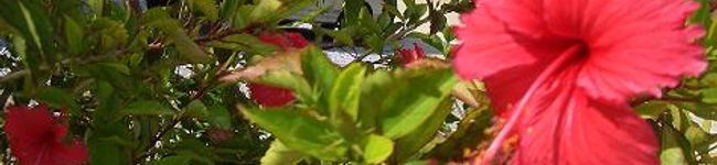 mackin's header image