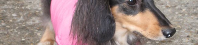 miskan's header image
