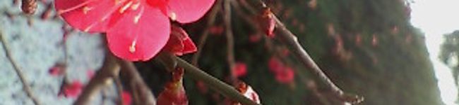 そらもよう's header image