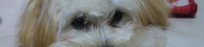 TenKoBn's header image