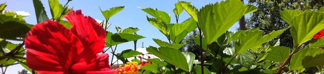ROXY88's header image