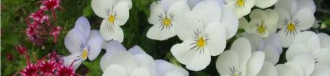mako.o's header image