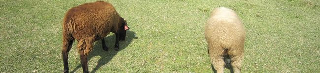 ARuパカ's header image