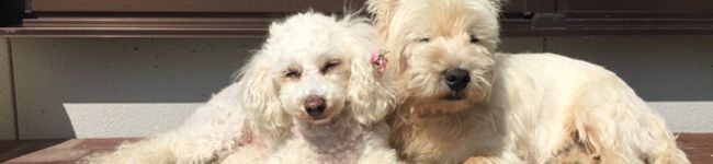 澪ＣＡＦＥ's header image
