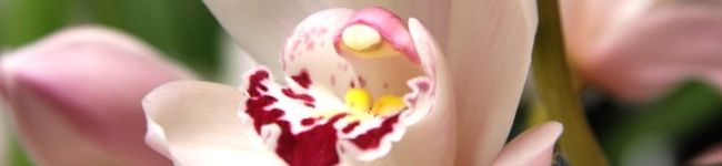 purelife's header image