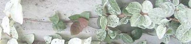 chrysanthemum's header image