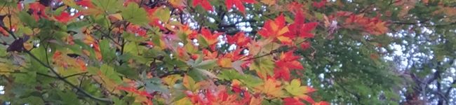 momin010's header image