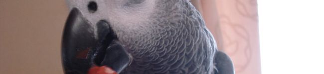 cassismoka's header image