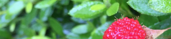 ミニ★ミニ's header image