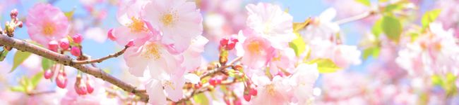 Chili_'s header image