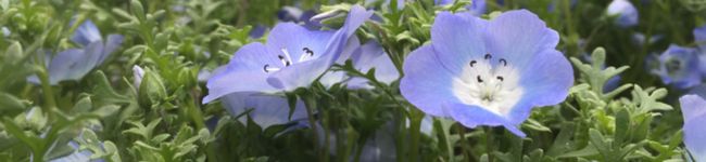 しおしほ's header image