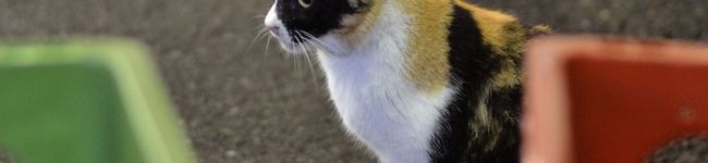 はちぷに's header image