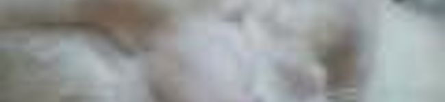 nekotan's header image