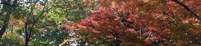 花どんこ's header image