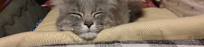 yukojiji's header image