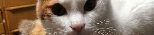 みきかれん's header image