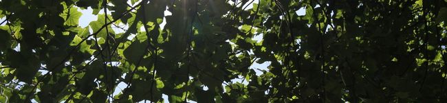yo1125's header image