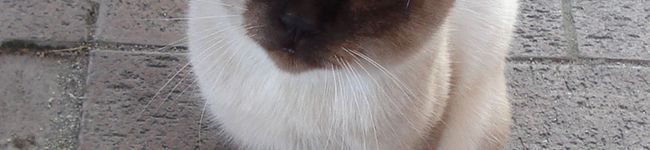onoyuki's header image