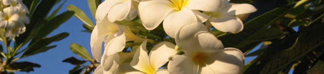 chicky's header image