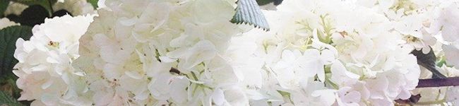 杏仁とうぶ's header image