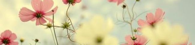 甘党ねぇちゃん!'s header image