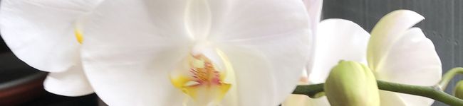 カフェフランボワーズ's header image
