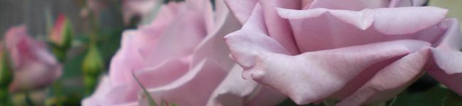 kino3_'s header image