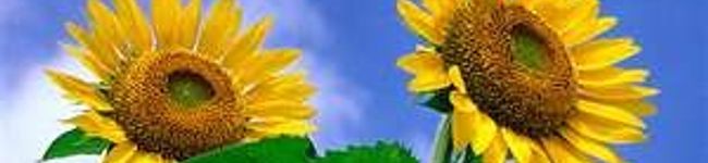 風の町のＰｅｃｏ's header image