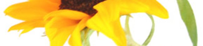 廣洲's header image