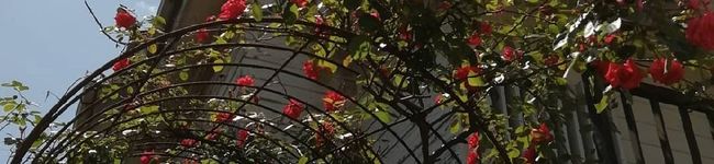 YokoPeachy's header image