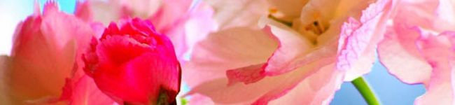 yuccomi's header image