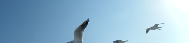 あらあら嵐ちゃん's header image