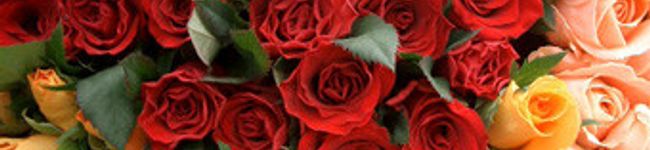 kieko's header image